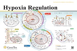 Hypoxia Regulation